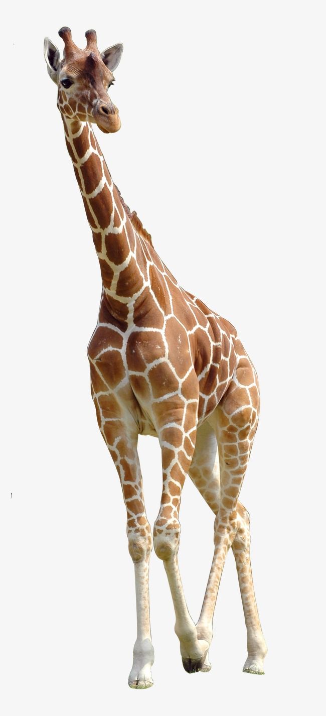 vaaaaa